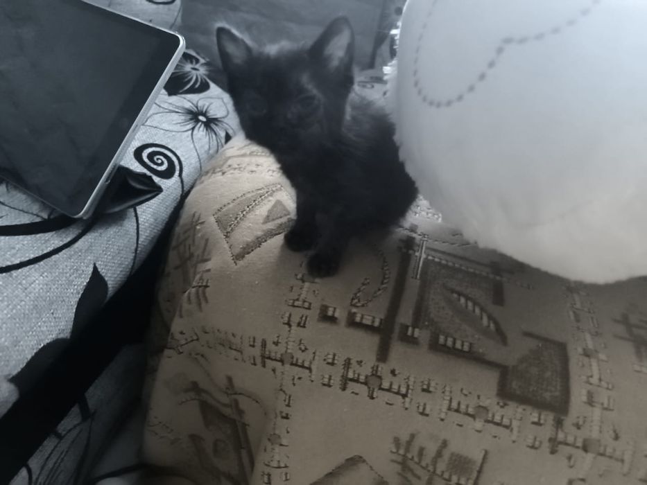 Отдам котят район Лесозавод