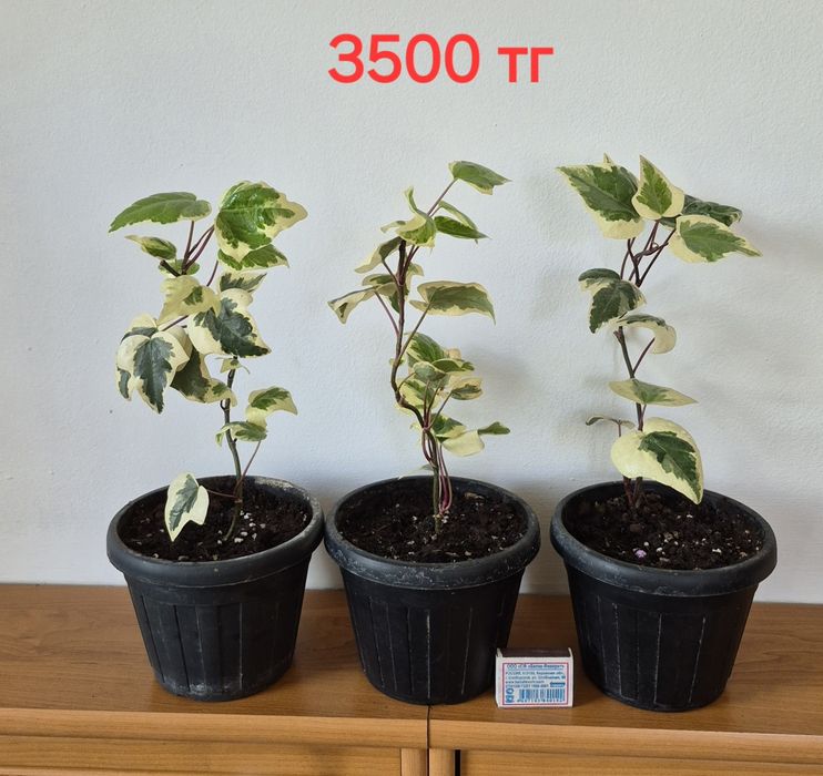 Крестовник  и плющ