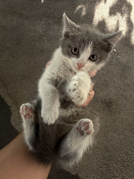 Котята, не породистые