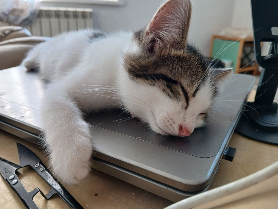 Срочно  ждем папмам для котят