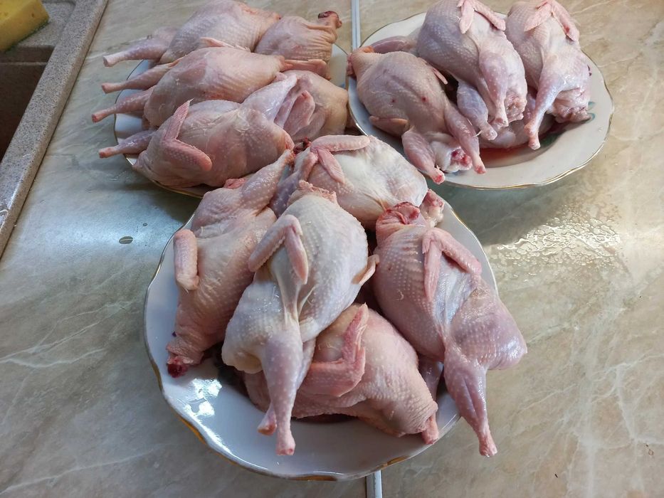 Перепелиные мясо из собственной мини фермы