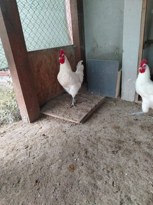 LA Bress cocoși de vanzare