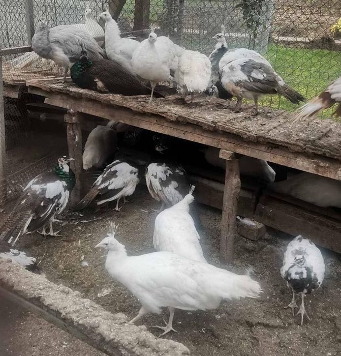 Едногодишни пауни