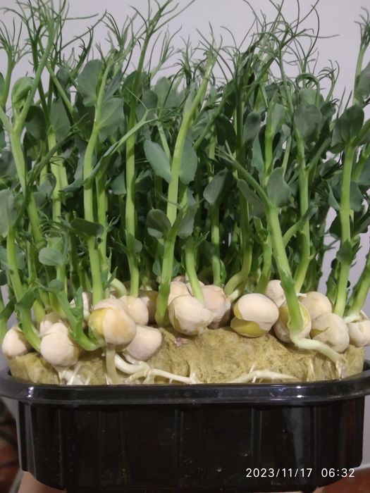 Горох микрозелень (мадрас)