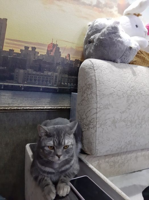 Продам котёнка нам 2 года