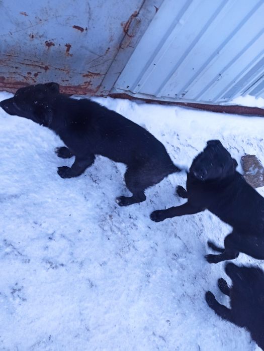 Отдам бесплатно 3 щенков