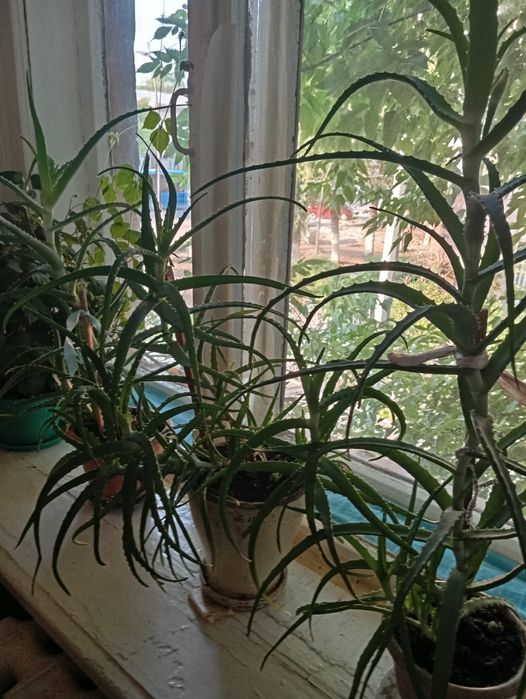 Продам Алоэ лечебный