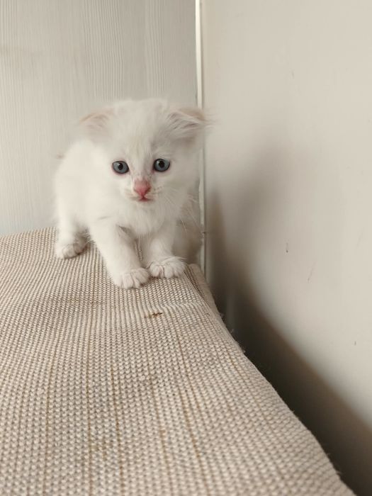 Шотландский вислоухий