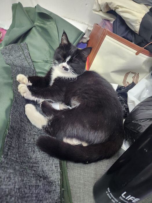 Отдам кошку в добрые руки