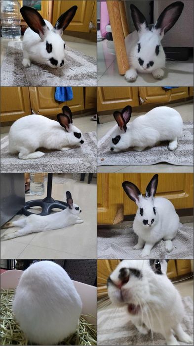 Продам декоративный  кролик