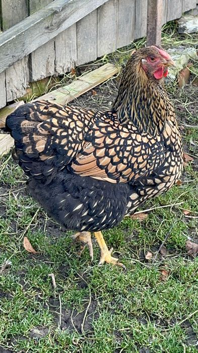 Găina Wyandotte gsg