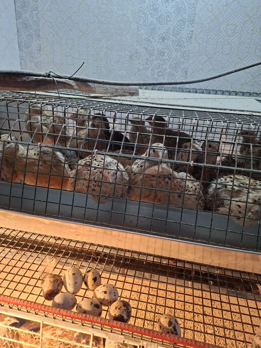 Пъдпъдъчи яйца пресни 0,15 € за бр.