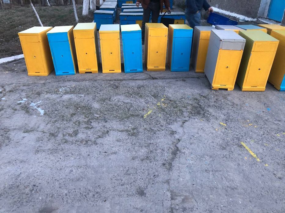 Asalari uyalari penaplekstdan yasalgan