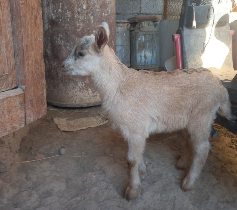 Лақтар продаётся 3