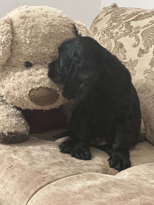 De vânzare fetiță Cocker Spaniel – 2 luni