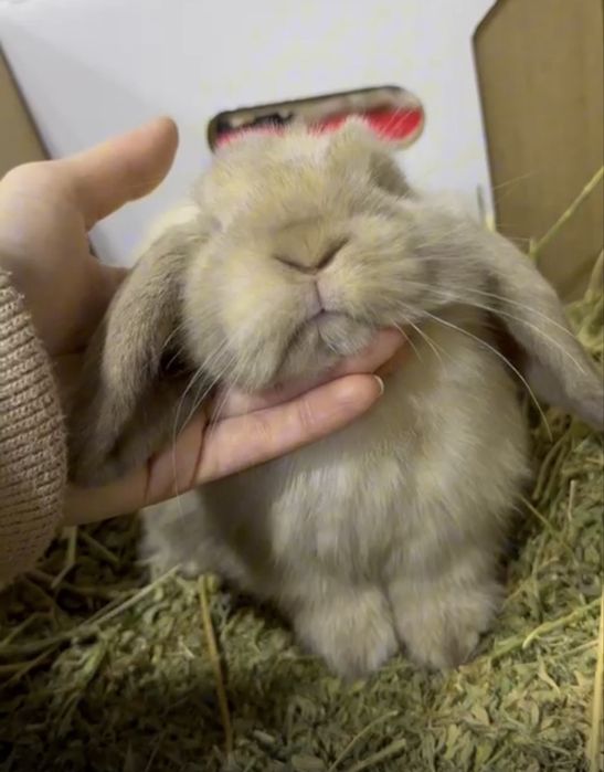 Декаративный кролик