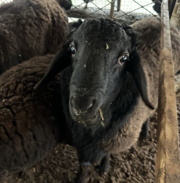 Qo‘zi qochqorlar sotiladi, faqat toza mahsulot bilan boqilgan.