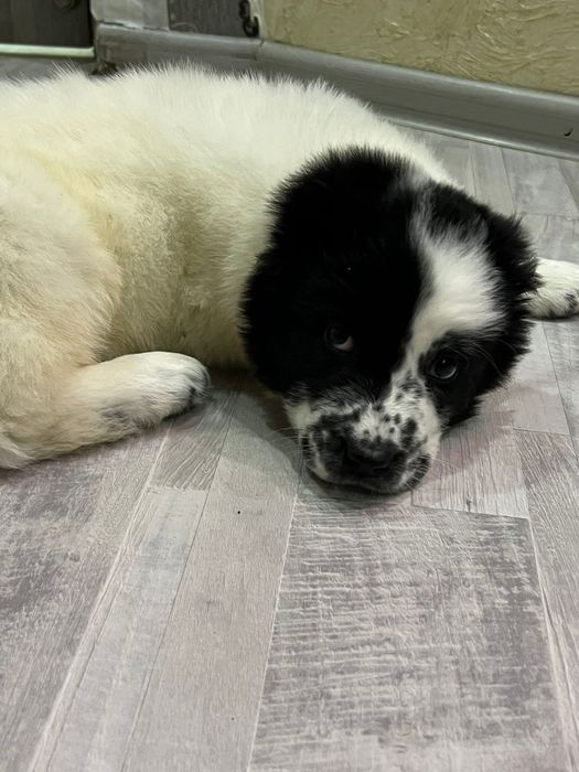 СРОЧНО!!! Щенки породы АЛАБАЙ