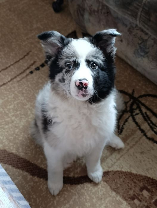 Продам щенка в добрые руки