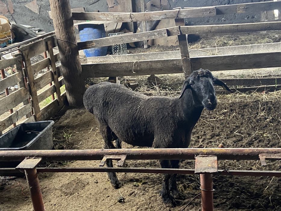 Баран,Қойлар откорм семіз!!!