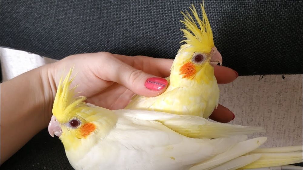Продам ручных выкормышей корелл