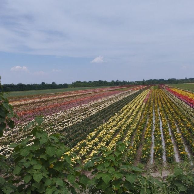 Росе цветы оптом