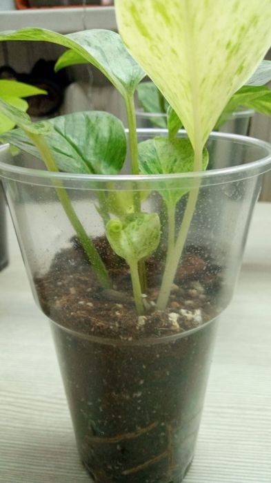 Комнатные растения