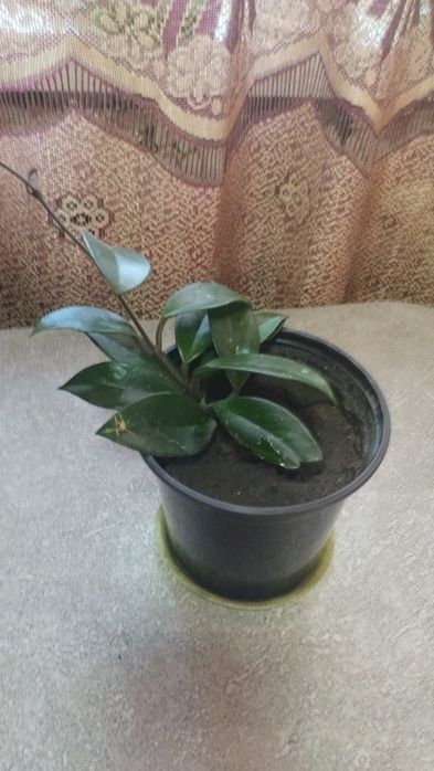 Хойя Комнатное растение