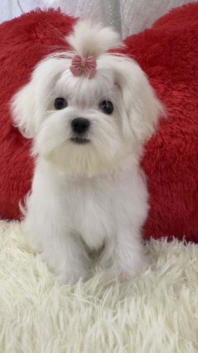 Кукольная девочка мальтезе