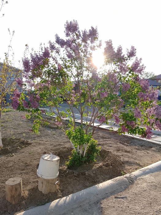 Цветы сирень продаю