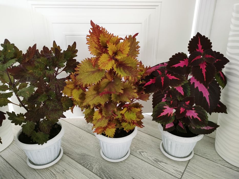 Домашние растения. Доставка