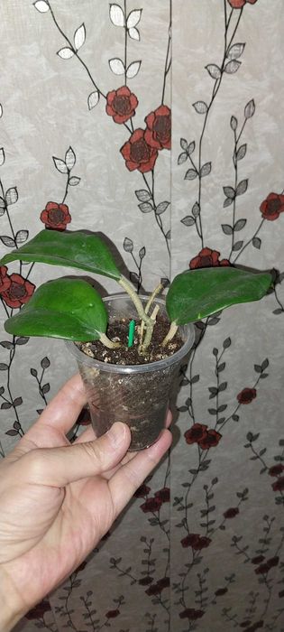 Продам цветок хойя разных сортов.