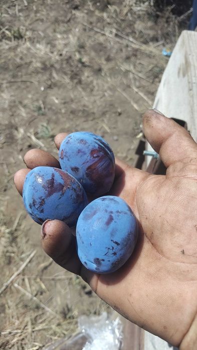 Prune de vanzare