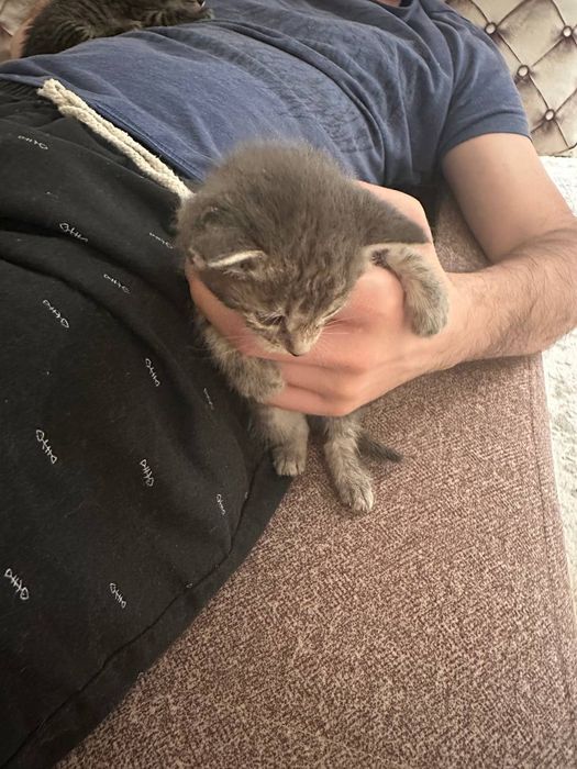 Отдаются котята в добрые руки