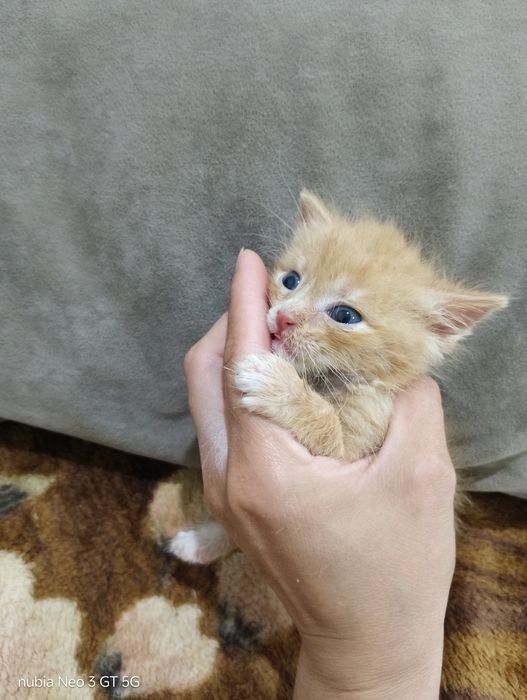 Отдам даром котят