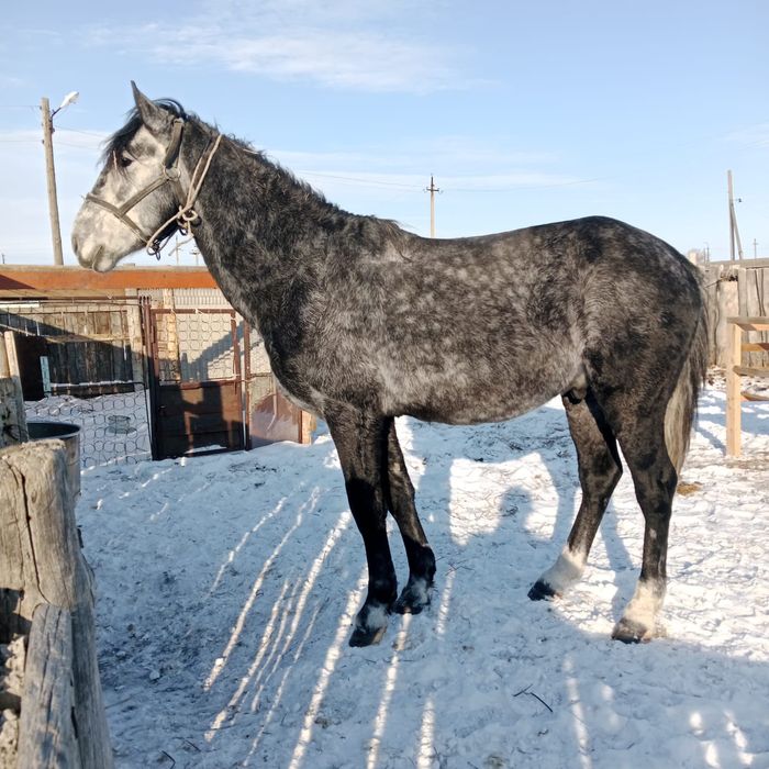 Продам Жеребца спокойный