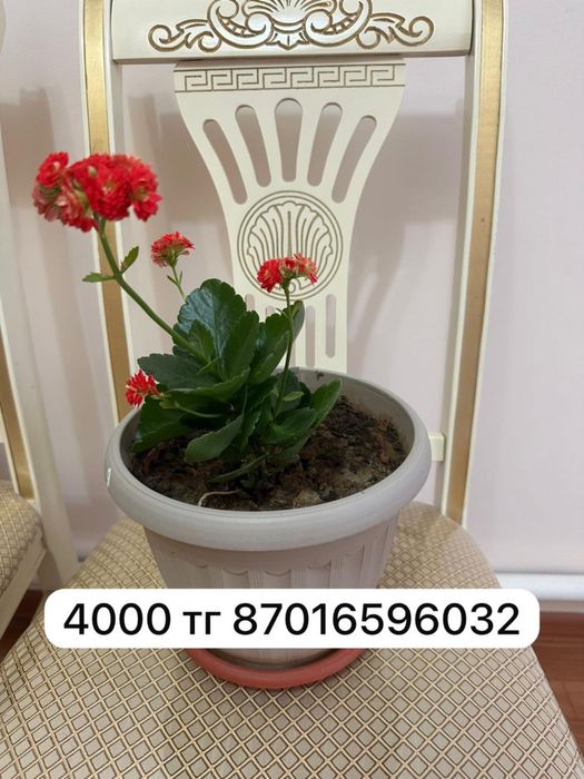 уйден осipiлген гулдер