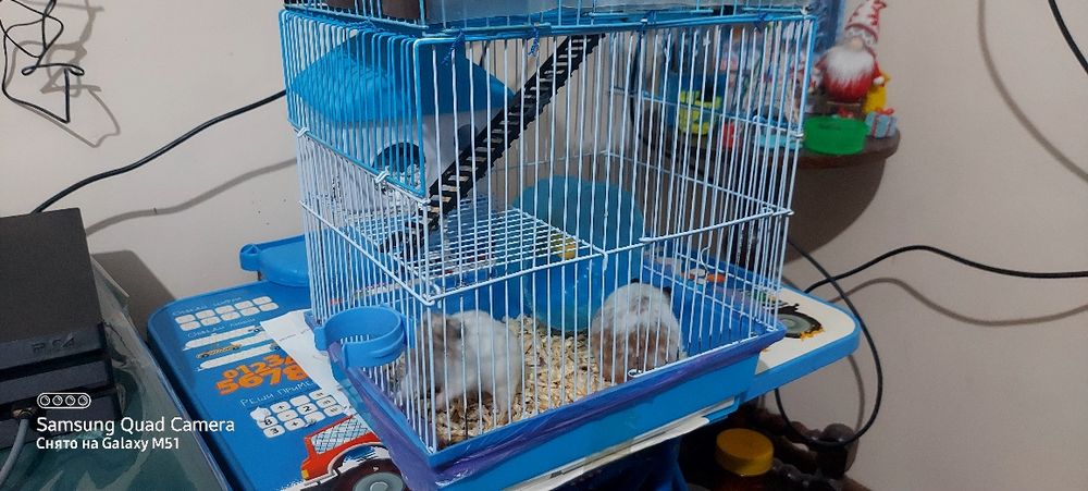 Хомяки с клеткой