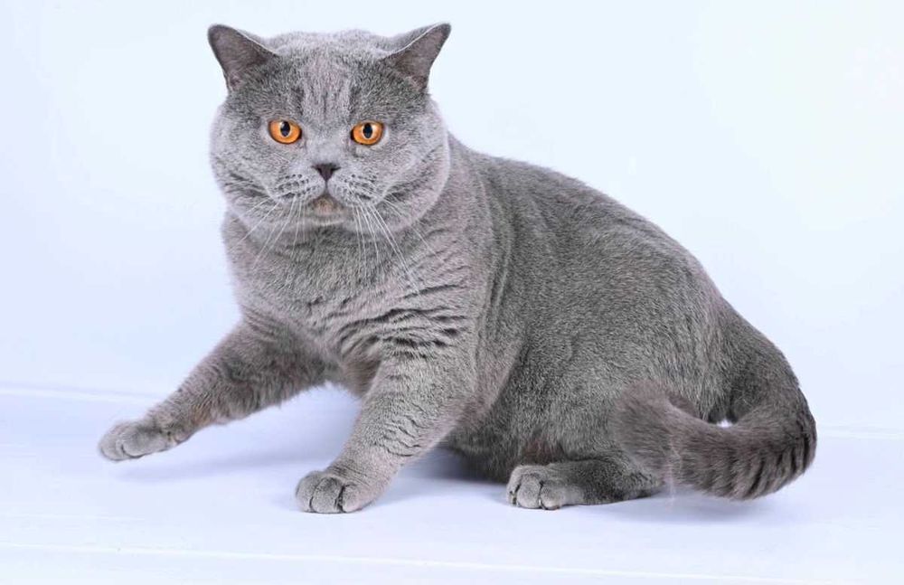 Scottish Straight blue cu pedigree