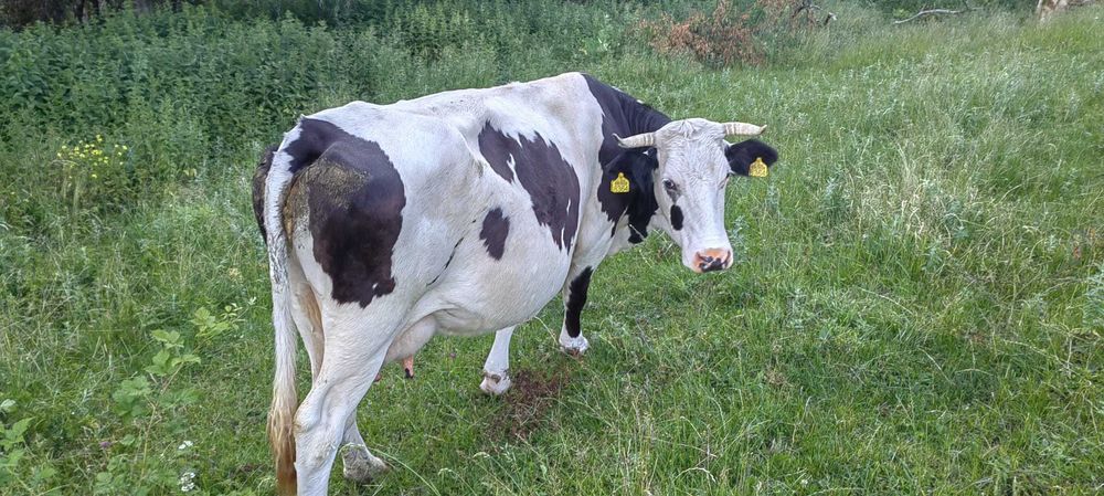Vaca și juninca de vânzare