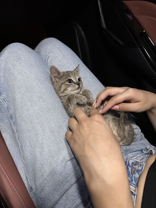 отдам котенку метис ………………………………………………..