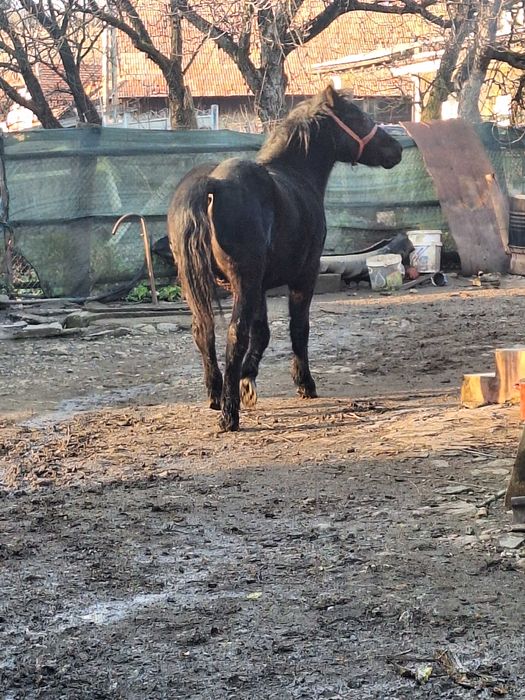 Vand manz de un an jumate