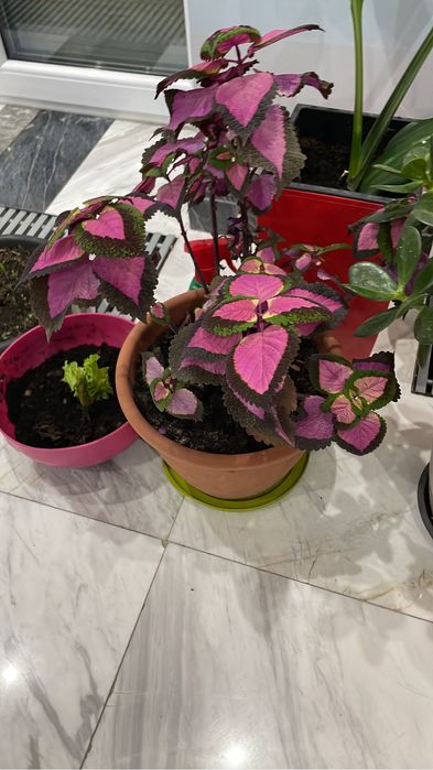 Цветы комнатные