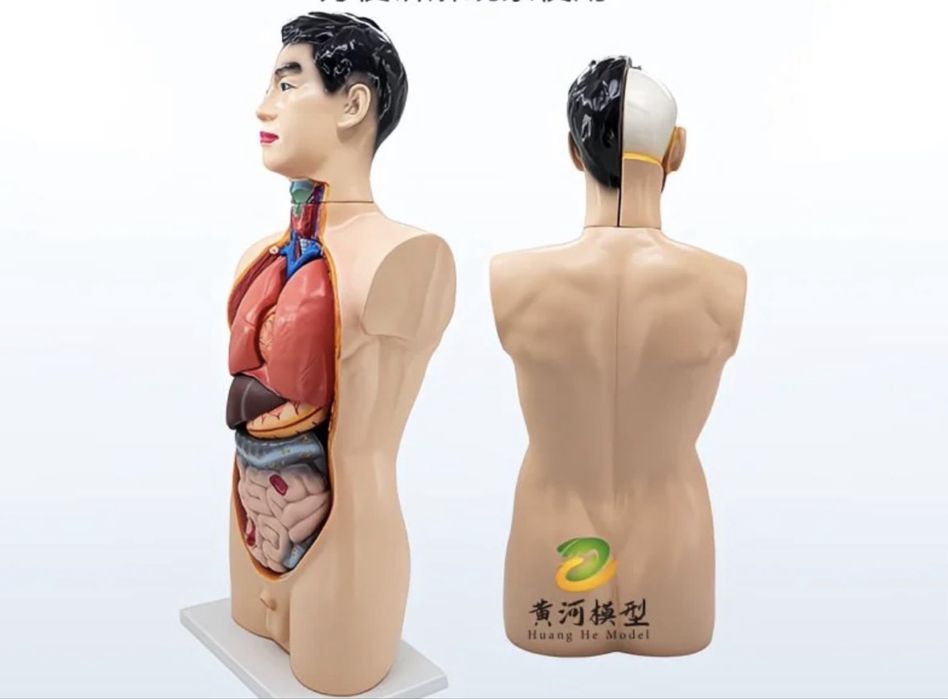 Анатомический ТОРС макет 85 см 19 частей.Anatomik Tors 85 sm 19 chasty