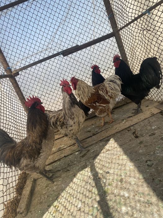 Vand cocoși de rasă