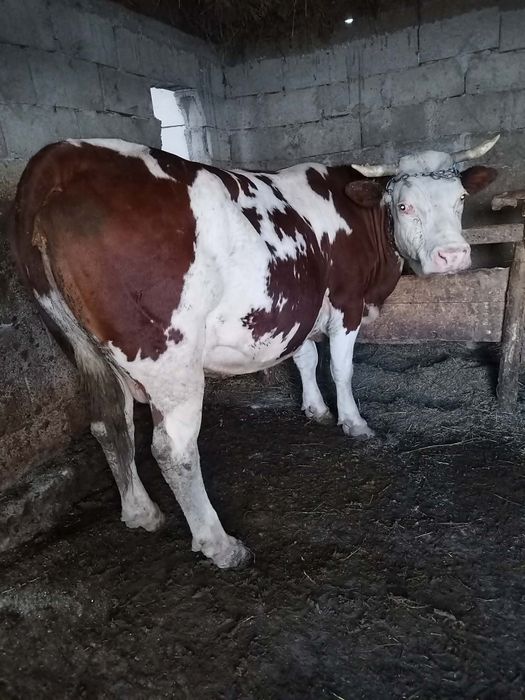 Vând vacă bună balțată germană