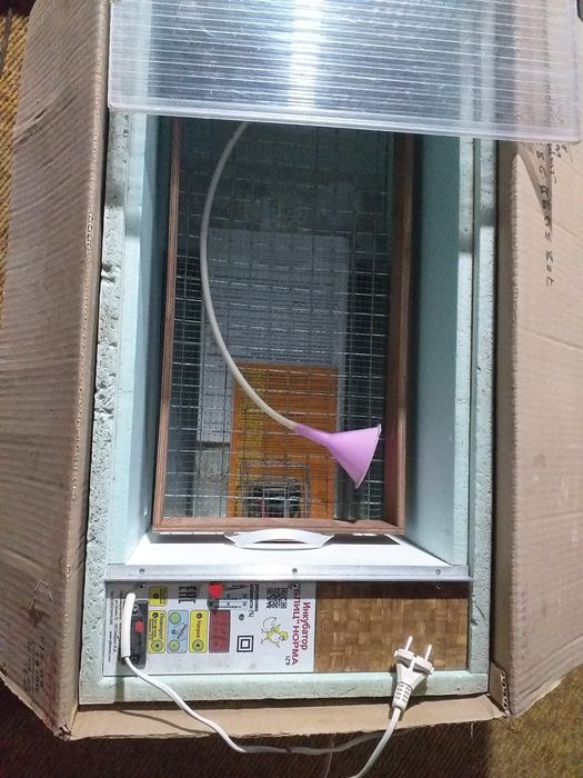 Инкубатор для вывода цыплят