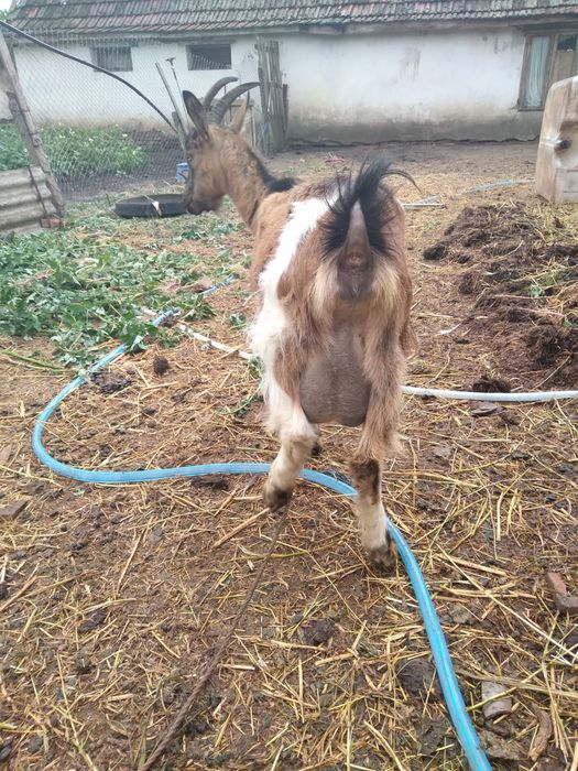 Vând 2 capre și o iadă