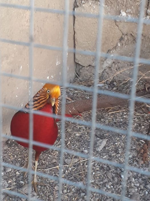 Pereche fazan auriu pe roșu