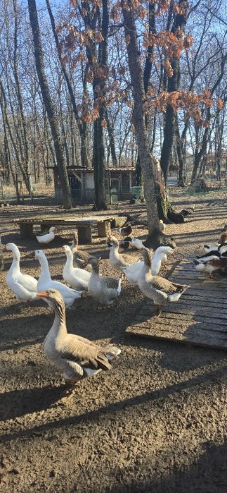 Гъски за разплод